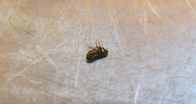 Flea Control