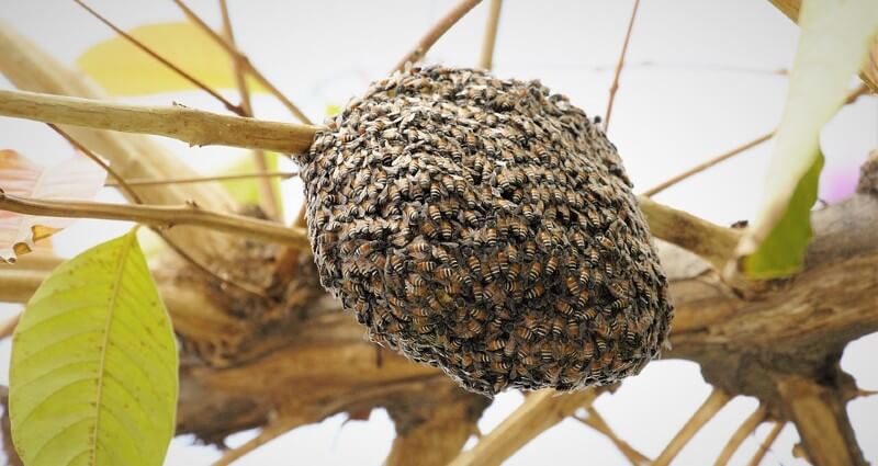 Bee Removal
