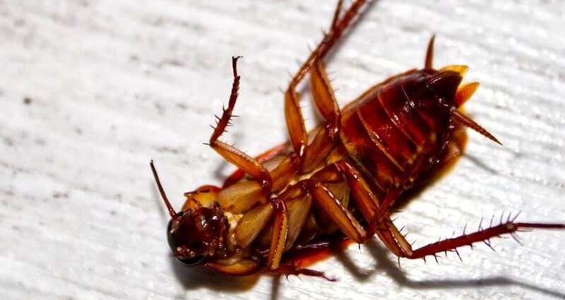 Roach Control