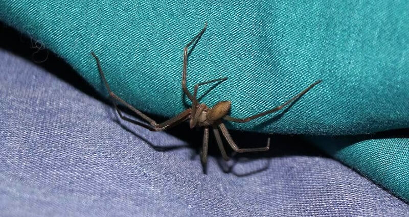 Spider Control