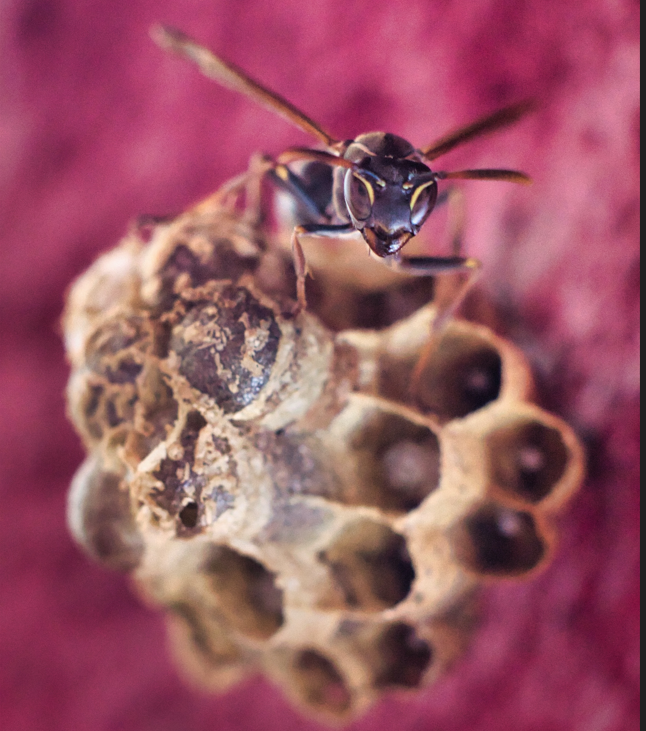Wasp Nest Removal